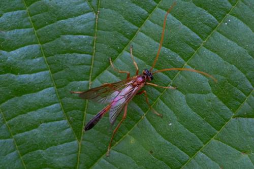Réf. 217 117 : Eremotylus marginatus